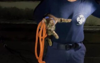 Bombera sosteniendo a un pequeño felino, que fue rescatado de caer de las alturas, la mujer y el animal se encuentran en la azotea de un edificio