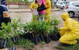 100 nuevos arboles se sembraron en el parque Romero.
