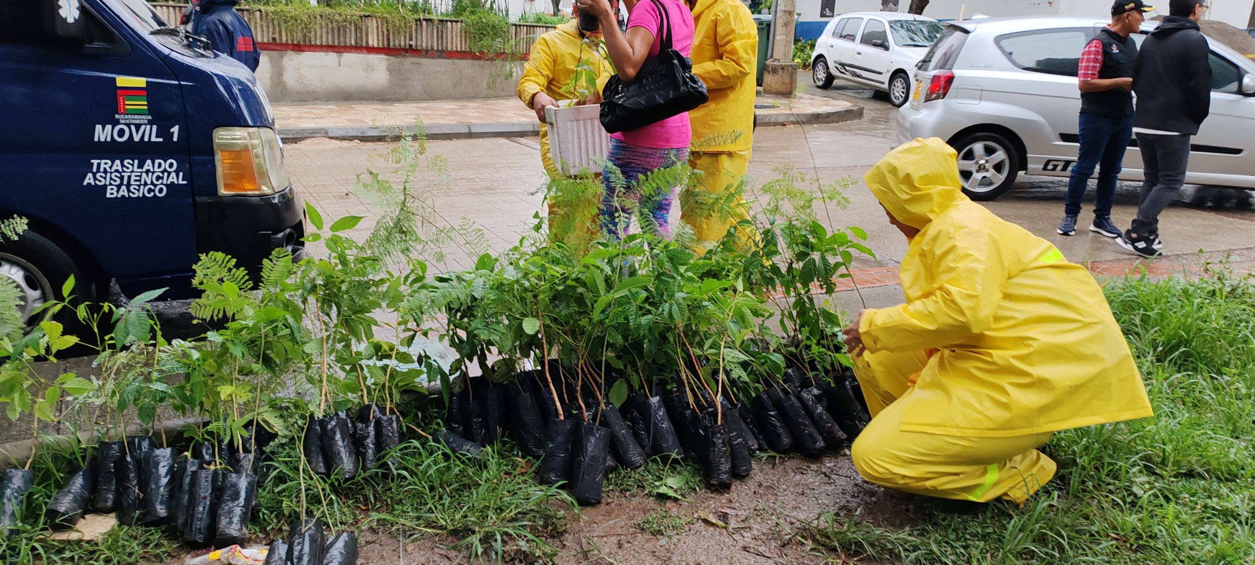 100 nuevos arboles se sembraron en el parque Romero.