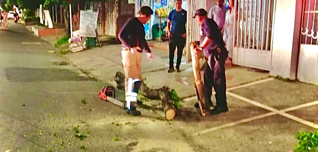 Un árbol fue talado en el barrio Provenza