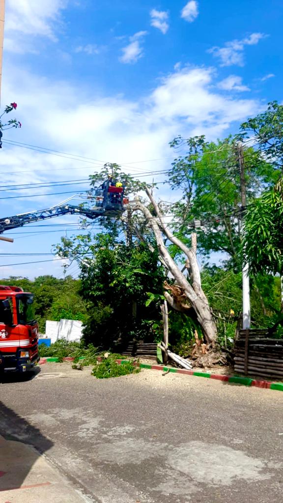 Bomberos de Bucaramanga realizaron el corte de un tronco