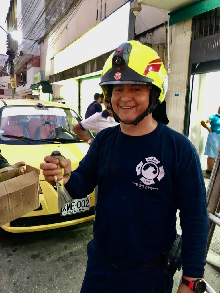 Ave fue rescatada por el Cuerpo Oficial de Bomberos
