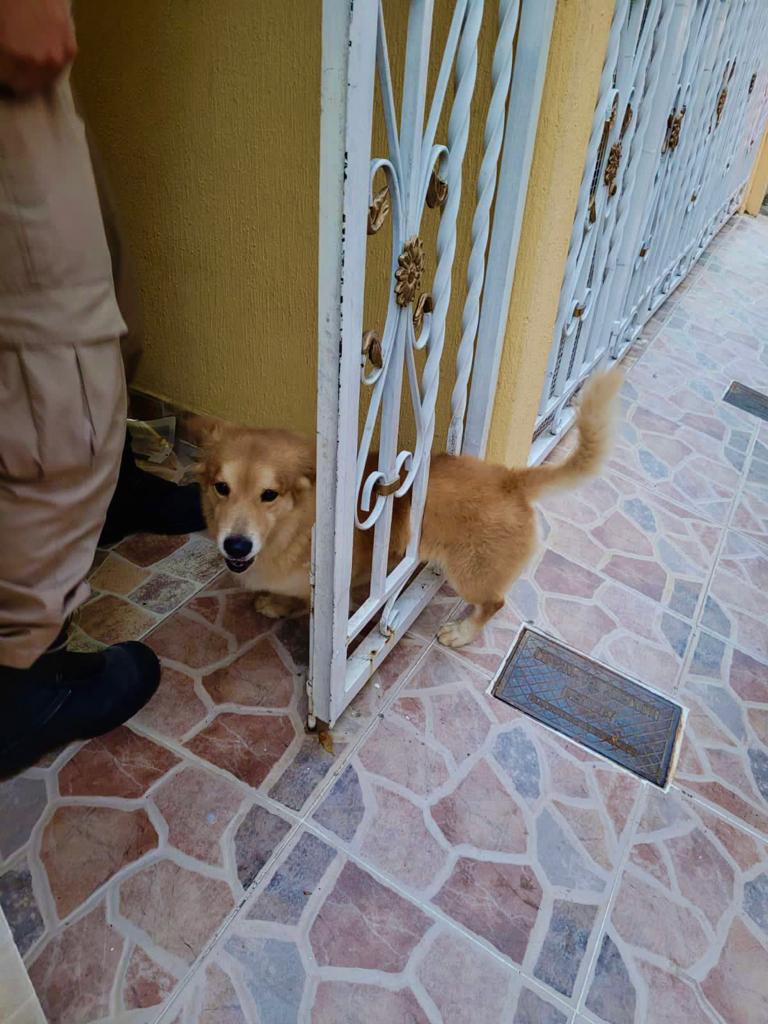 Bomberos atendieron el rescate de un peludito