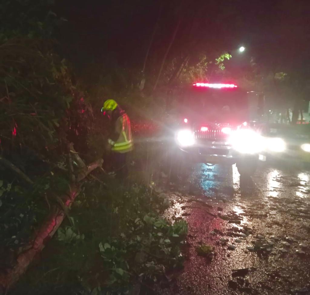 Caída de un árbol entre el puente El Bueno y barrio El Rocío fue controlada por los bomberos
