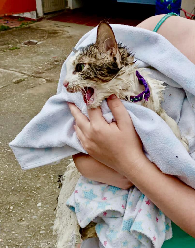 Bomberos de Bucaramanga rescató un felino
