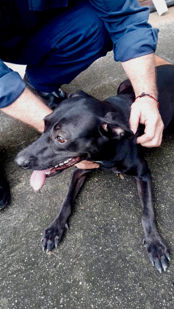 Bomberos de Bucaramanga rescato a una canina quien habia sido atada a unas rocas