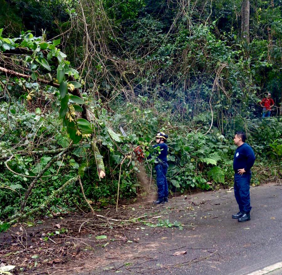 Caída de tronco en inmediaciones de la Unab fue atendida por los Bomberos