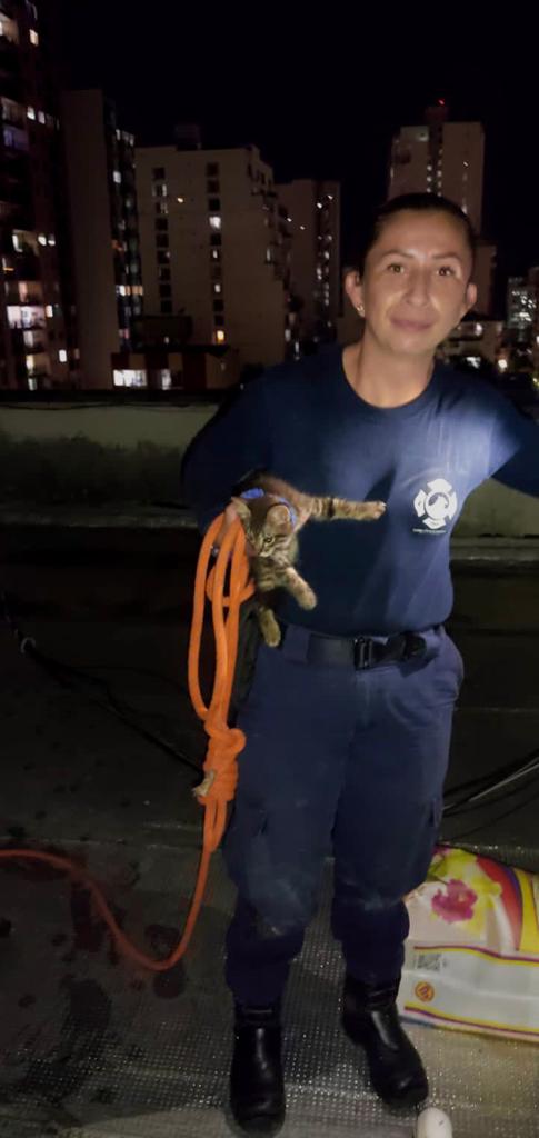 Bomberos de Bucaramanga realizaron el rescate de un felino