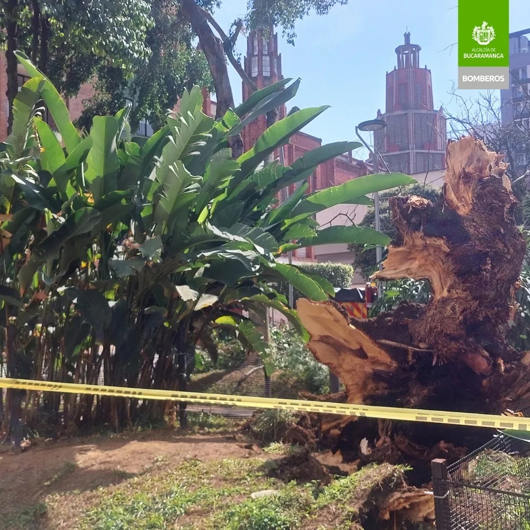Caída de árbol en Sotomayor no dejó heridos ni víctimas fatales