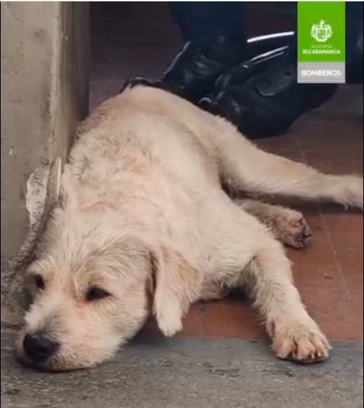 Ayúdanos a encontrar a ‘Bruno’